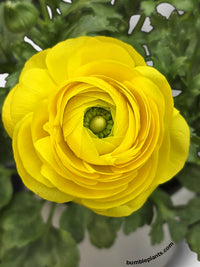 Ranunculus Flower Blooming Plant - Bumble Plants