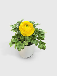 Ranunculus Flower Blooming Plant - Bumble Plants