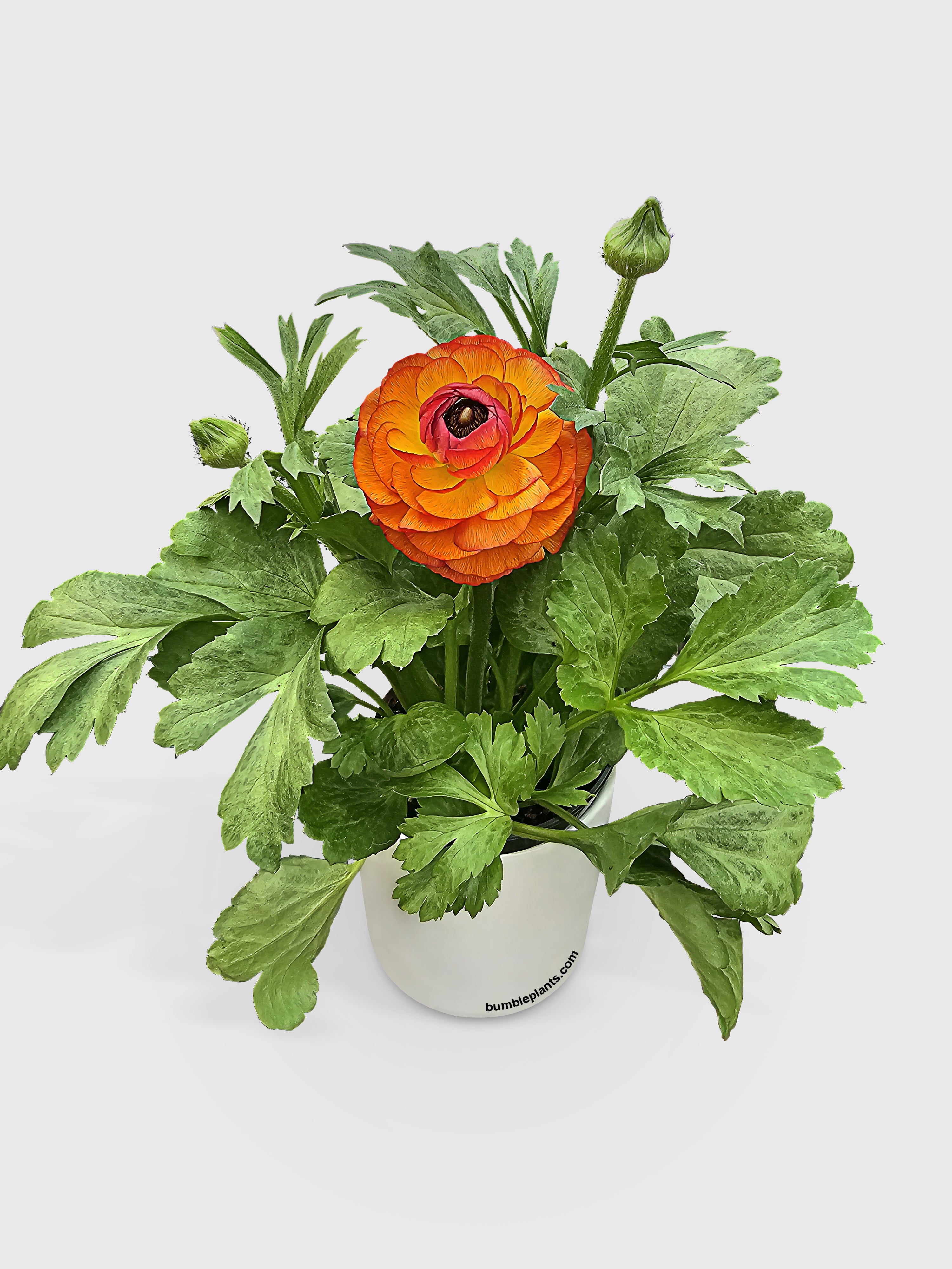 Ranunculus Flower Blooming Plant - Bumble Plants