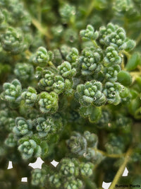 Sedum Limelight Green Mound Succulent - Bumble Plants