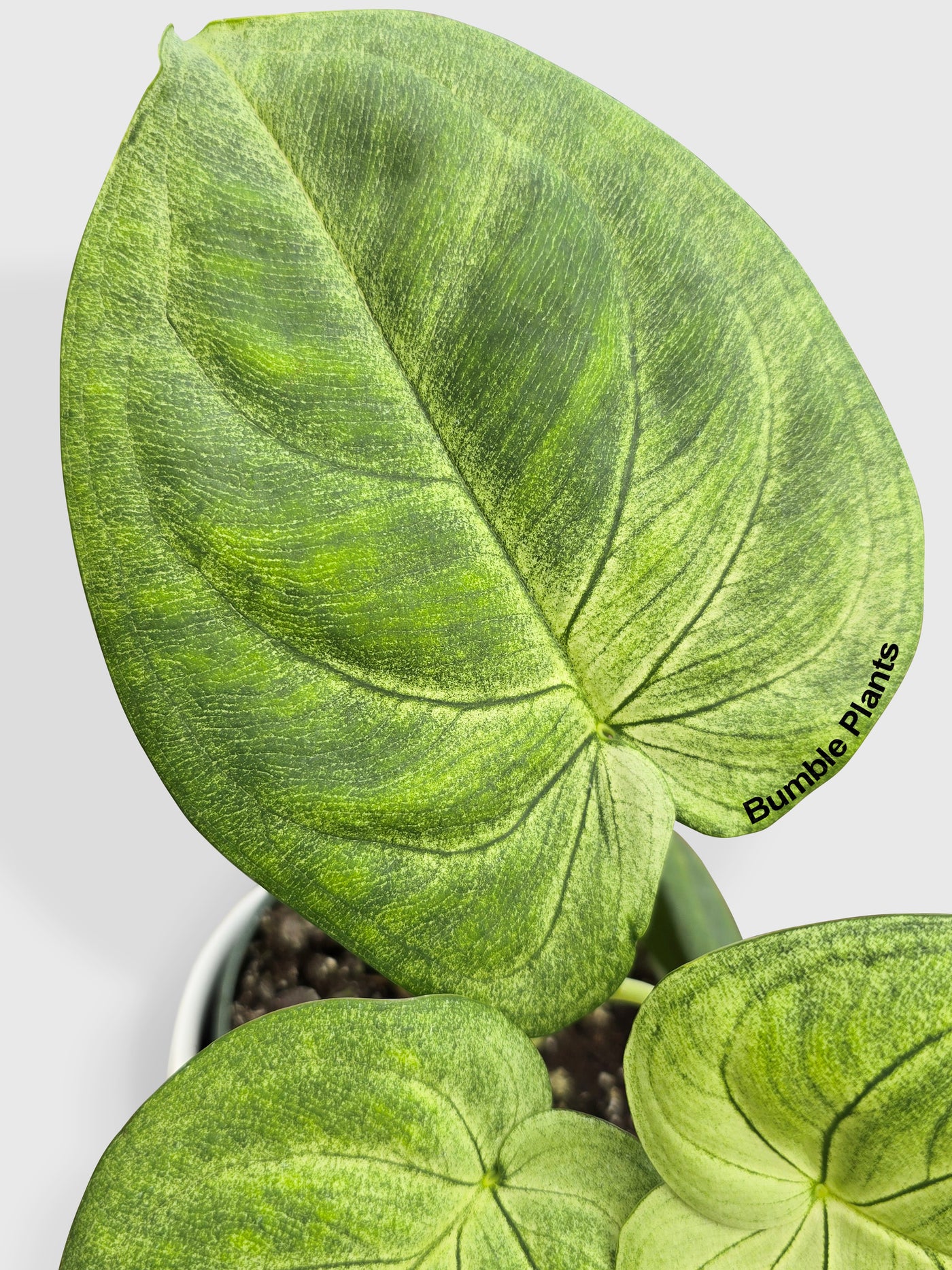 Syngonium Chiapense 'Ice Frosted Heart'