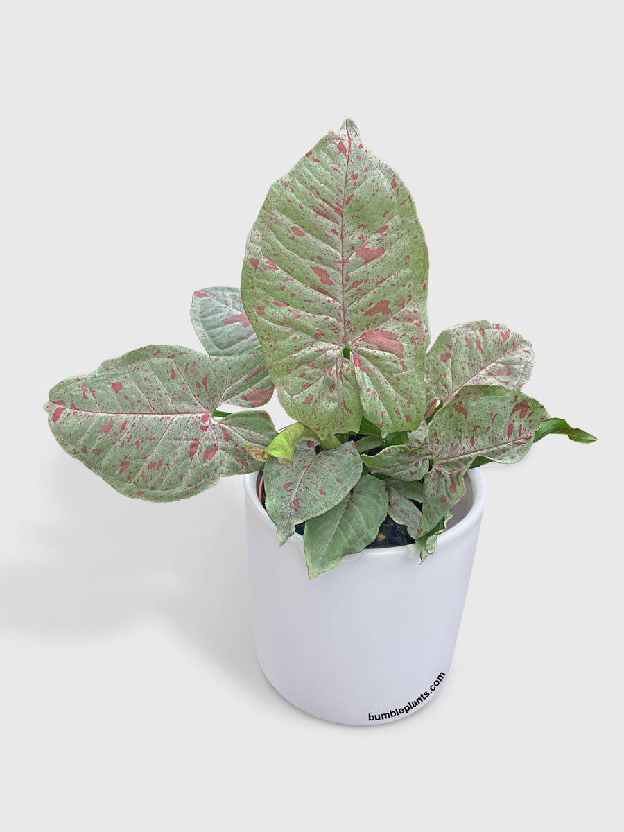 Syngonium Podophyllum 'Confetti' Pink Dots - Bumble Plants