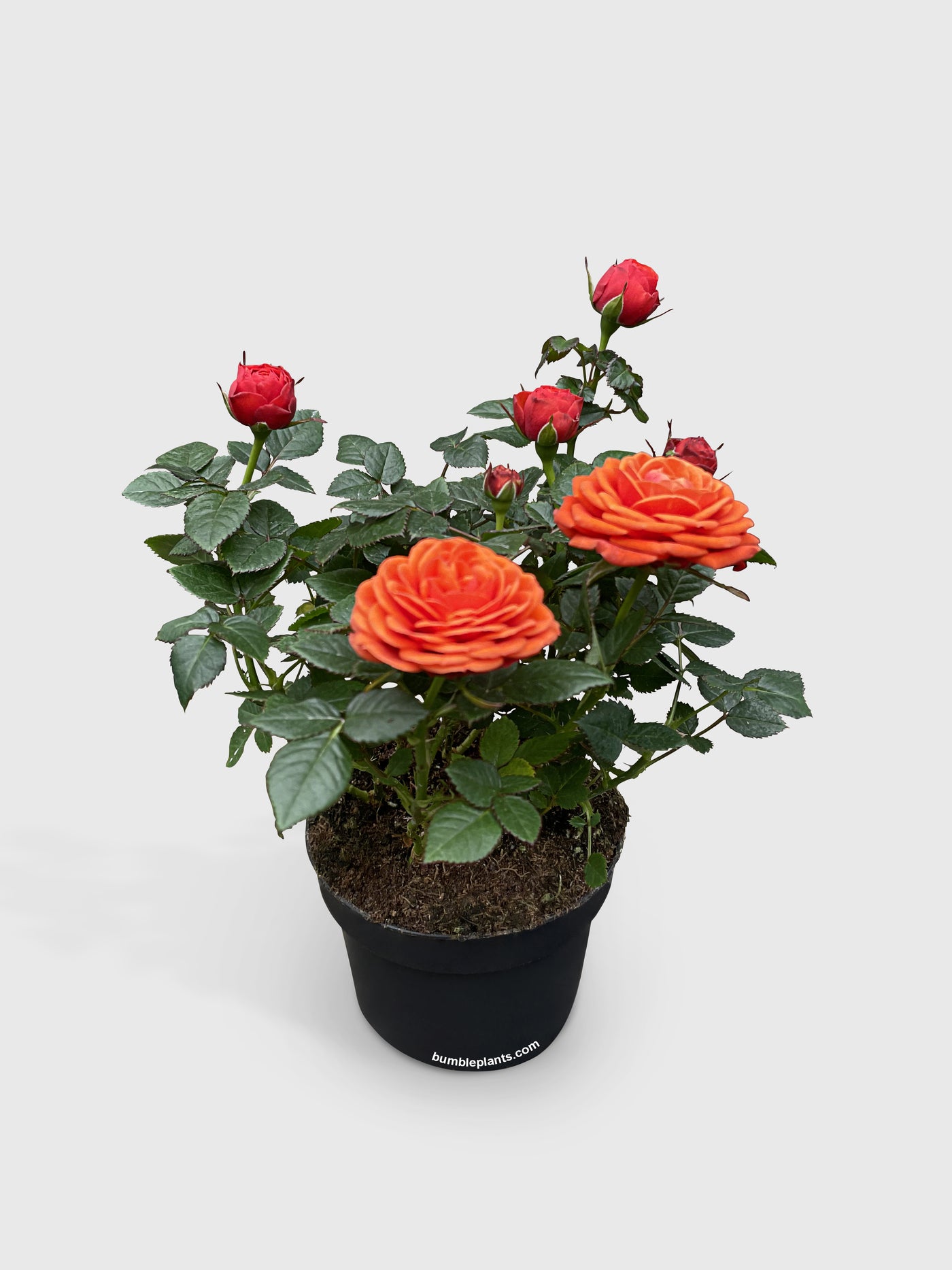 Miniature Tea Rose Flowering Plant - Bumble Plants