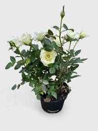 Miniature Tea Rose Flowering Plant - Bumble Plants