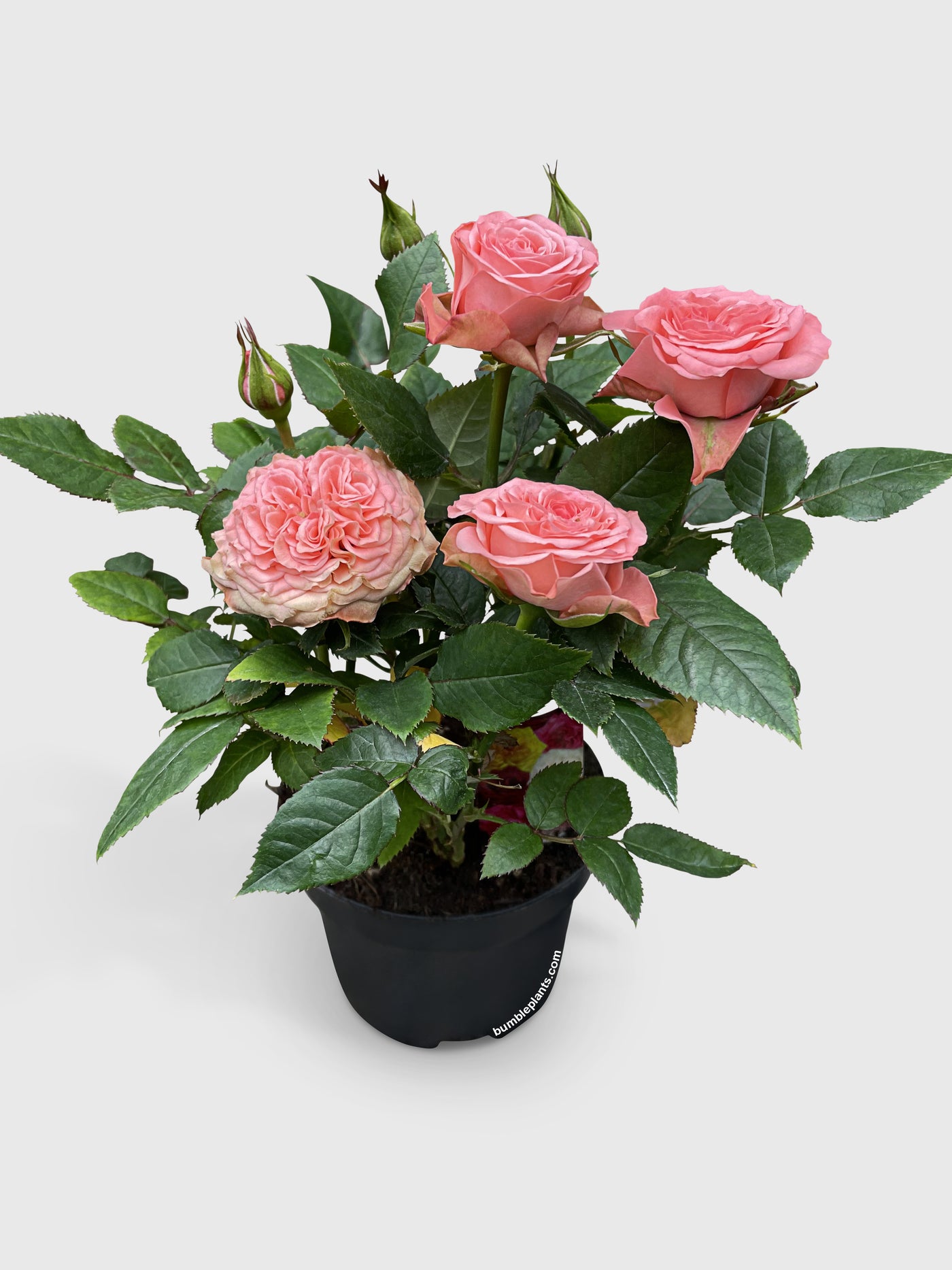 Miniature Tea Rose Flowering Plant - Bumble Plants