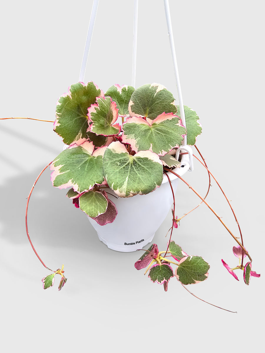 Variegated Strawberry Begonia - Bumble Plants