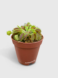 Venus Carnivorous Fly Trap - Bumble Plants