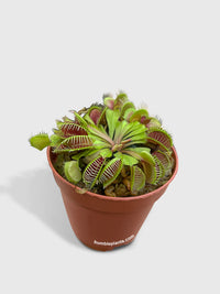 Venus Carnivorous Fly Trap - Bumble Plants