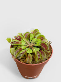 Venus Carnivorous Fly Trap - Bumble Plants