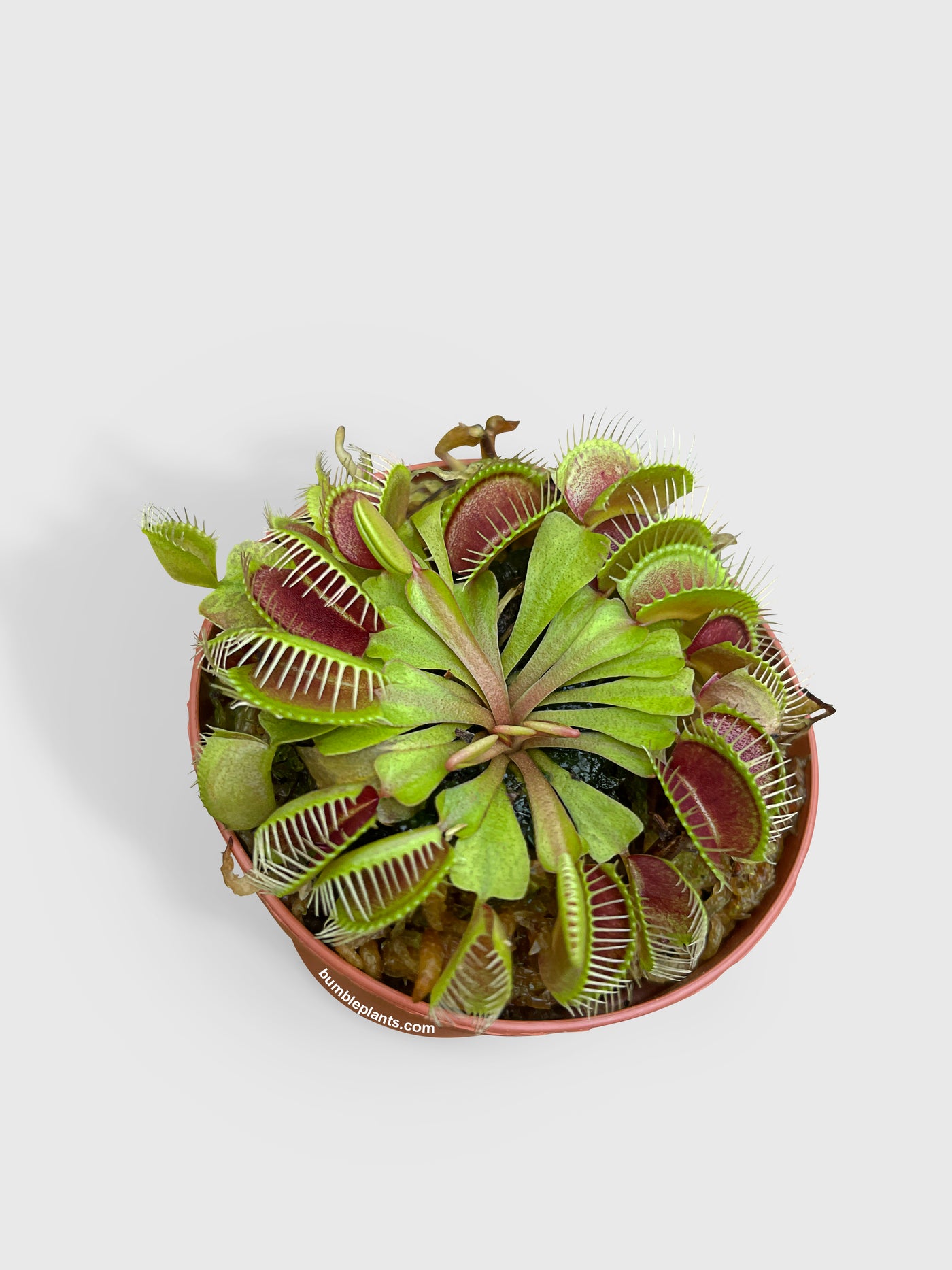 Venus Carnivorous Fly Trap - Bumble Plants