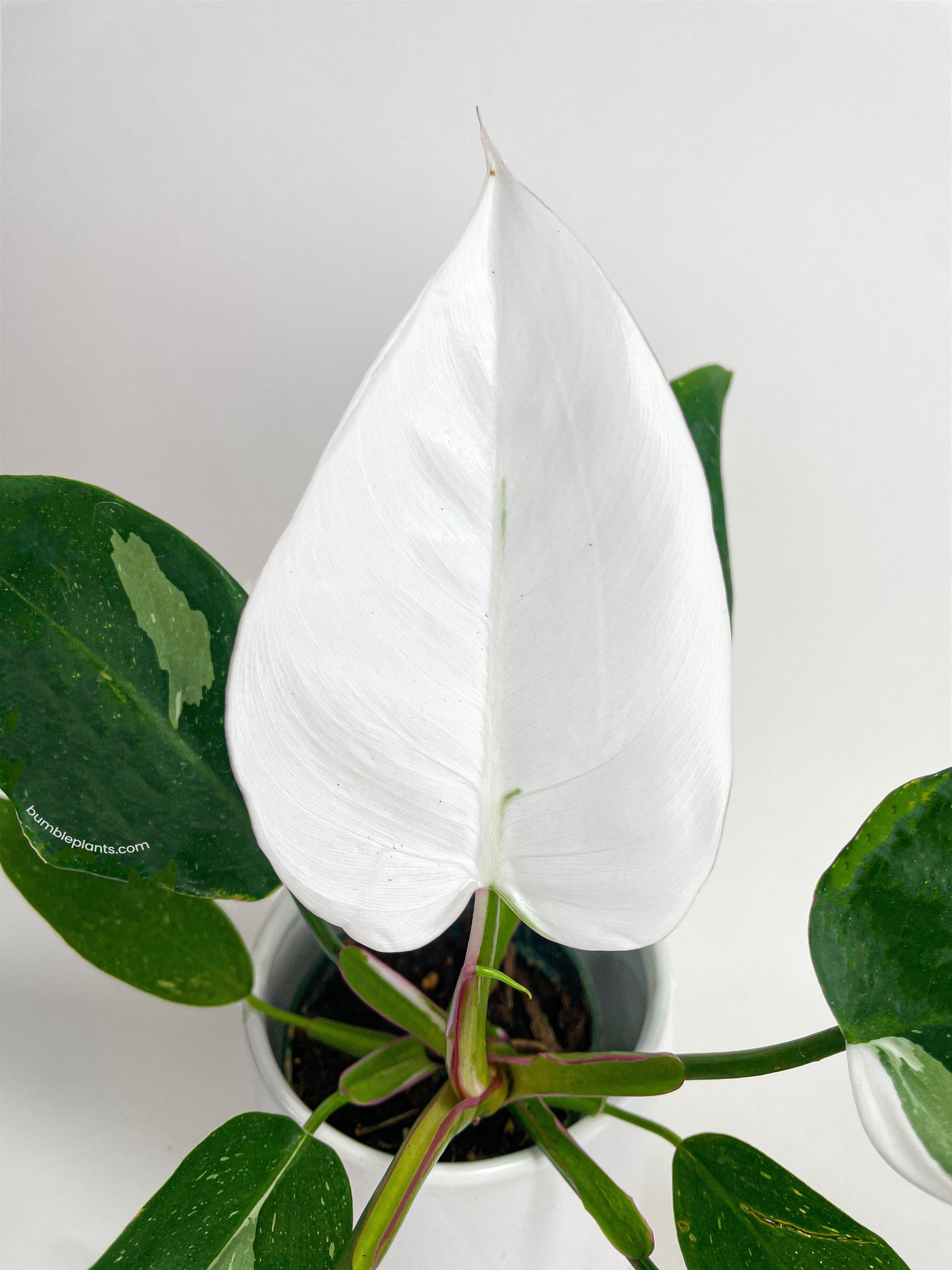 Philodendron White Princess - Bumble Plants