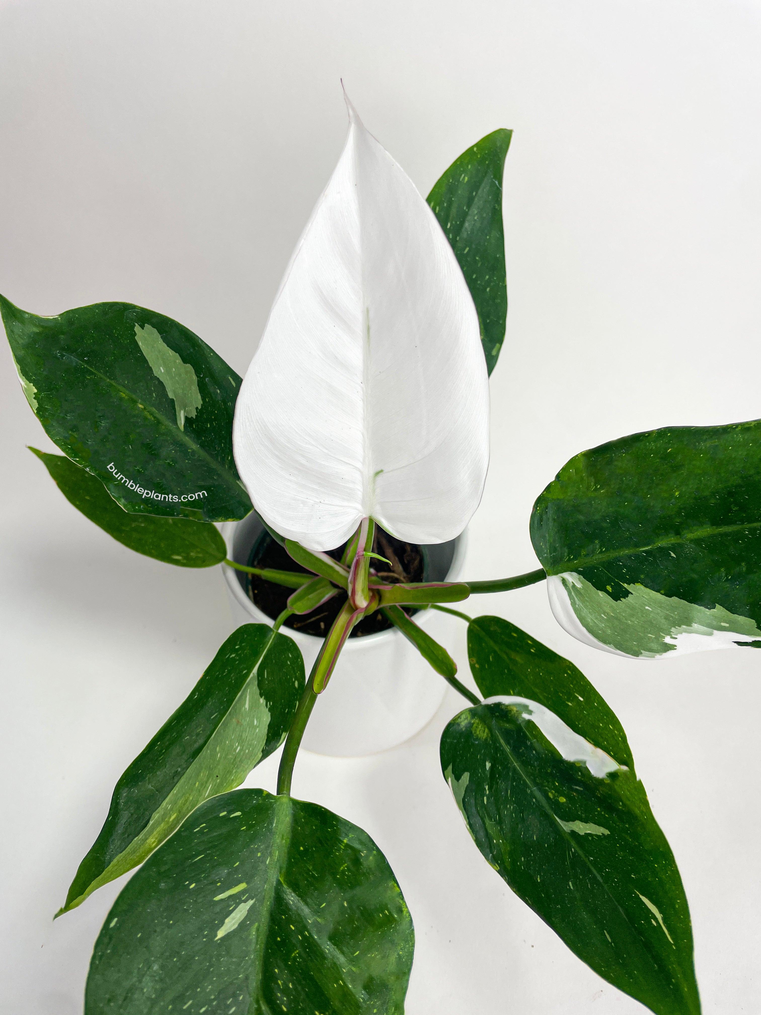 Philodendron White Princess - Bumble Plants