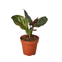 Calathea Ornata (Pinstripe Calathea)