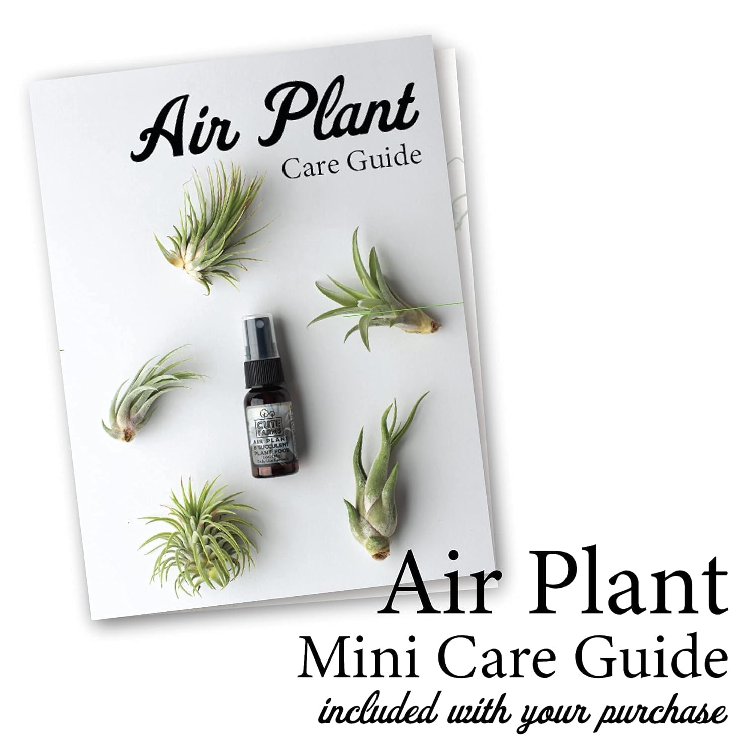 Tillandsia Air Plant Fertilizer | Gentle Weekly Use Formula Plant Food with Care Guide | Formulated Nutrients for Air Plants (Two - 8 Oz. Spray Bottle) - Bumble Plants