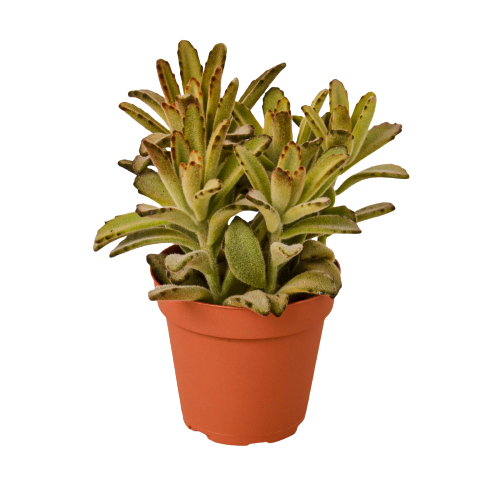 Kalanchoe Tomentosa 'Chocolate Soldier' Succulent - 4" Pot - Bumble Plants