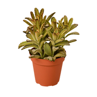 Kalanchoe Tomentosa 'Chocolate Soldier' Succulent - 4" Pot - Bumble Plants