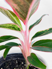 Aglaonema Red Siam Aura - Bumble Plants