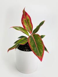 Aglaonema Red Siam Aura - Bumble Plants