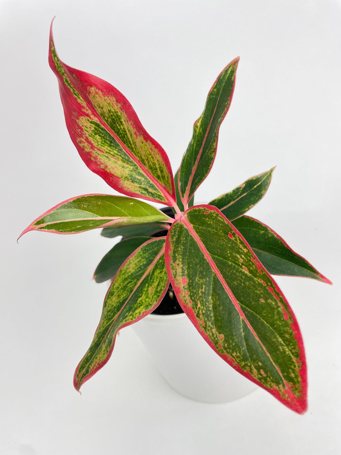 Aglaonema Red Siam Aura - Bumble Plants