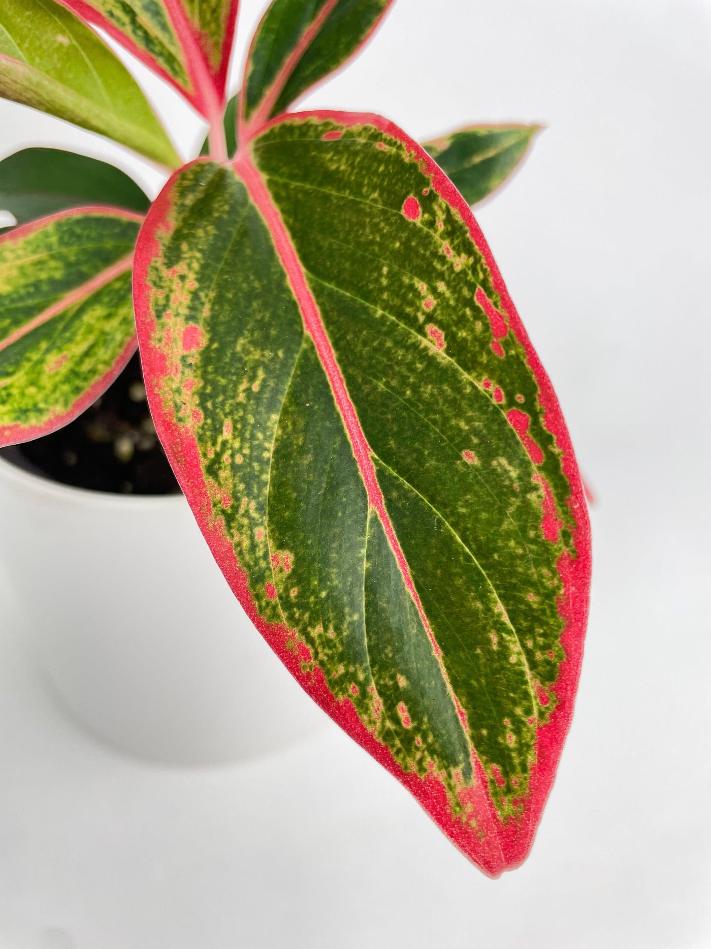 Aglaonema Red Siam Aura - Bumble Plants