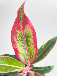 Aglaonema Red Siam Aura - Bumble Plants