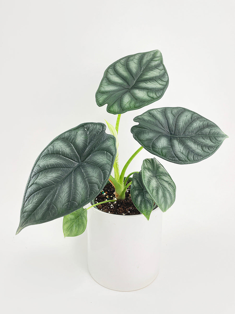 Alocasia Baginda 'Dragon Scale' - Bumble Plants