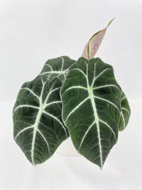 Alocasia Black Velvet - Bumble Plants