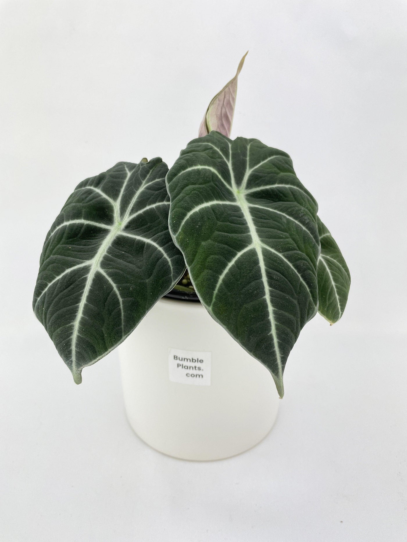 Alocasia Black Velvet - Bumble Plants