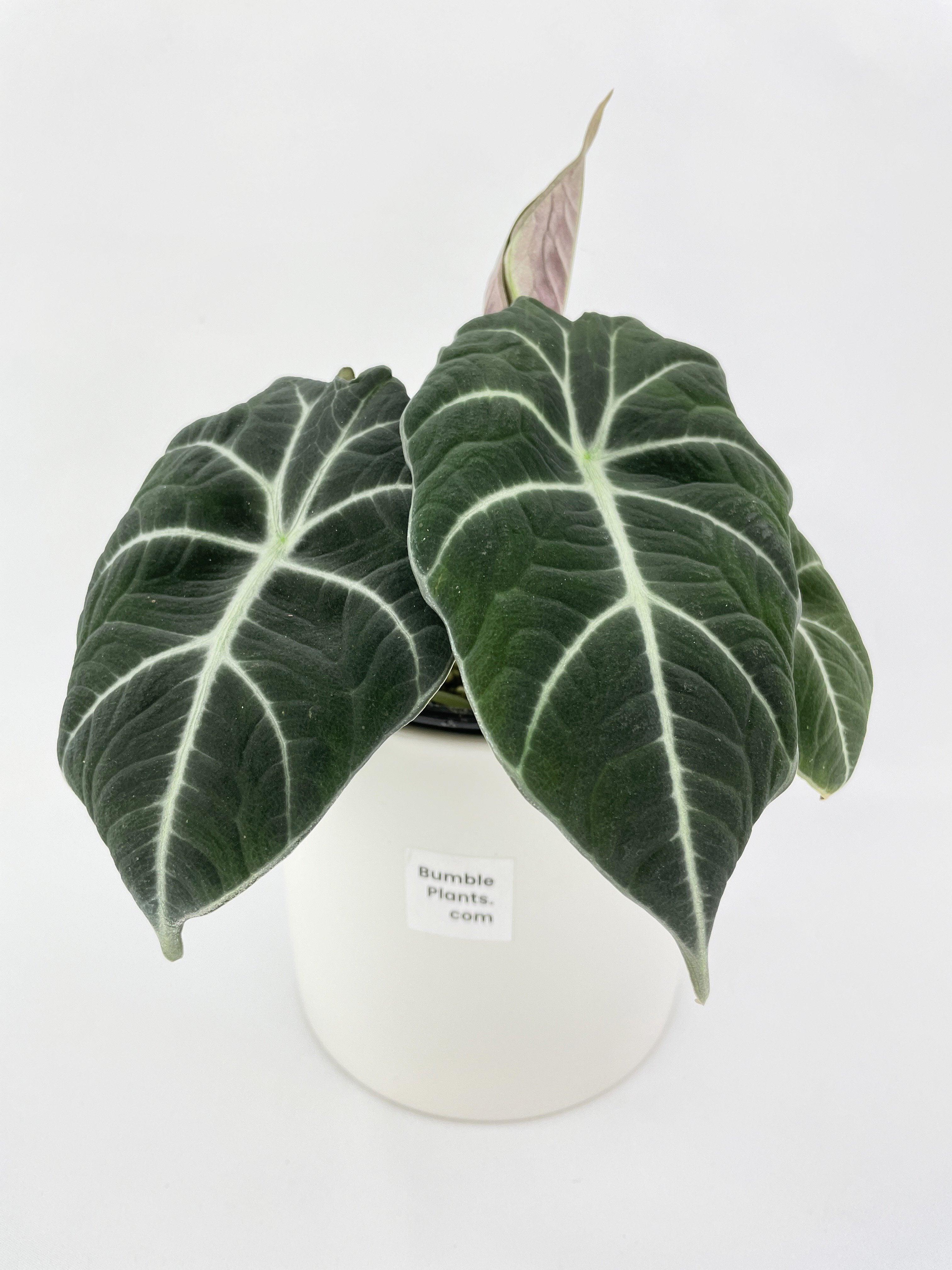 Alocasia Black Velvet - Bumble Plants