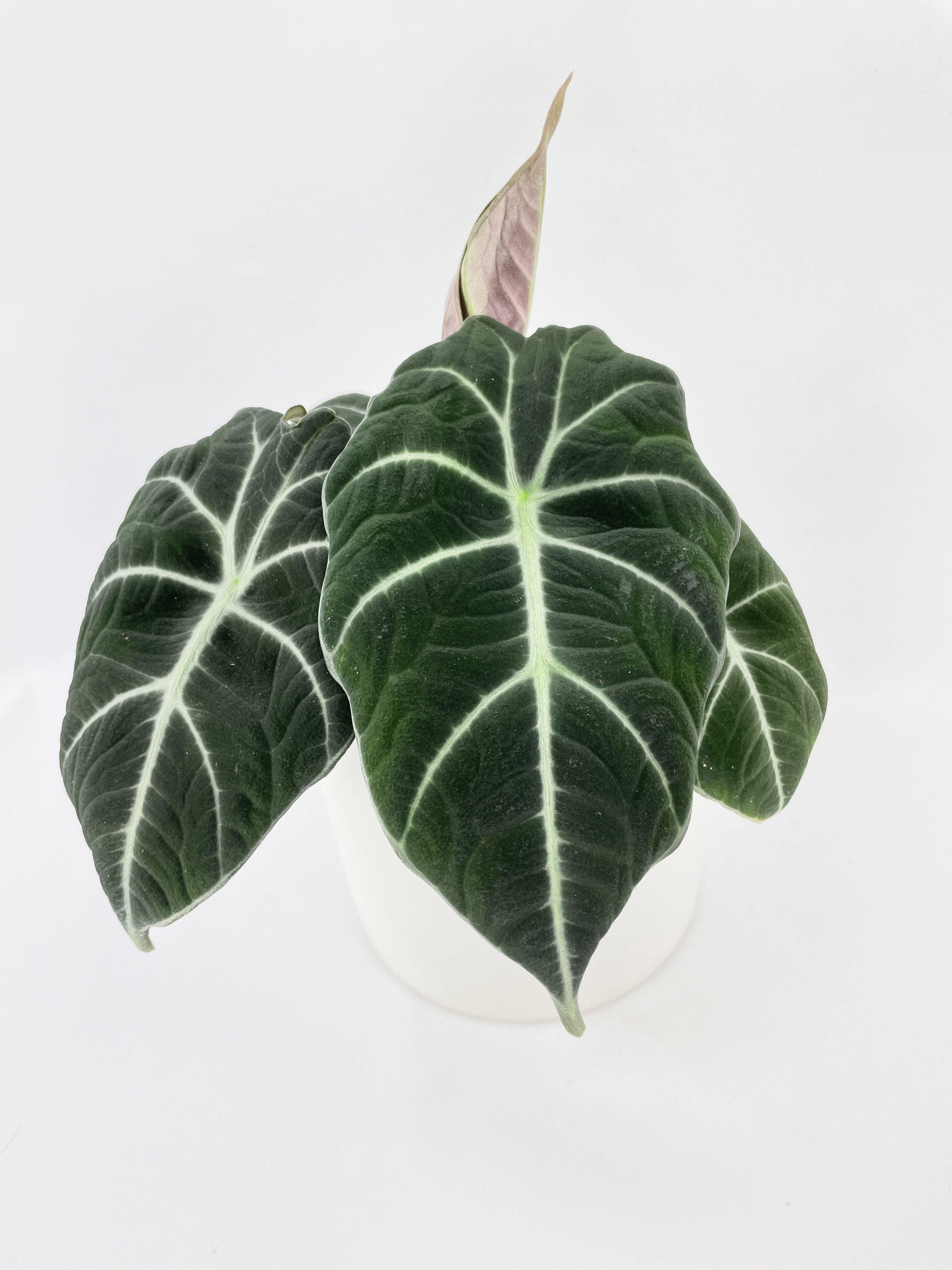 Alocasia Black Velvet - Bumble Plants