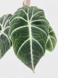 Alocasia Black Velvet - Bumble Plants