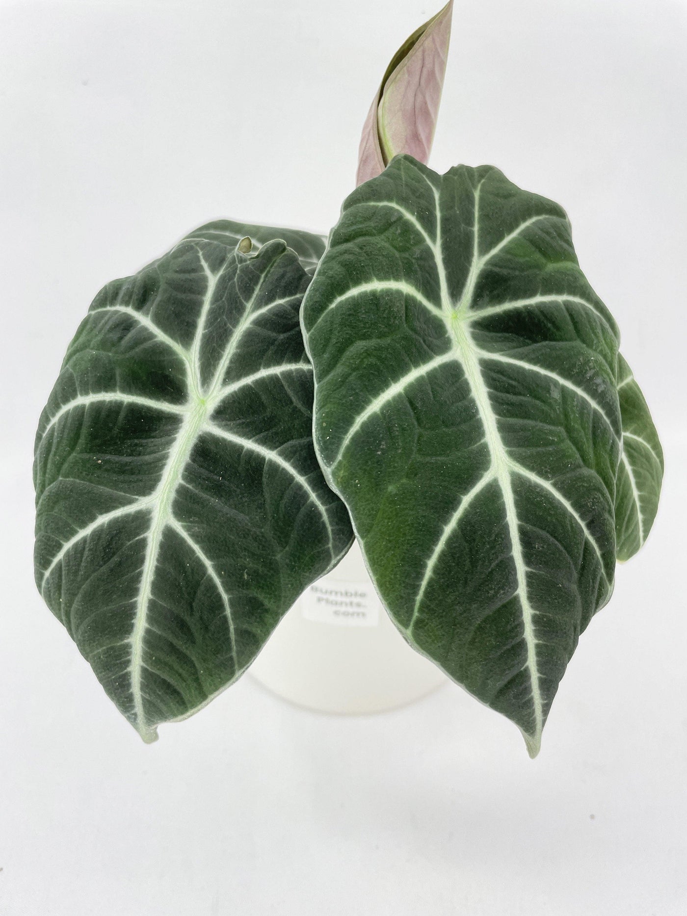 Alocasia Black Velvet - Bumble Plants