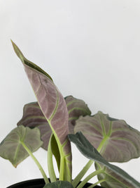 Alocasia Black Velvet - Bumble Plants