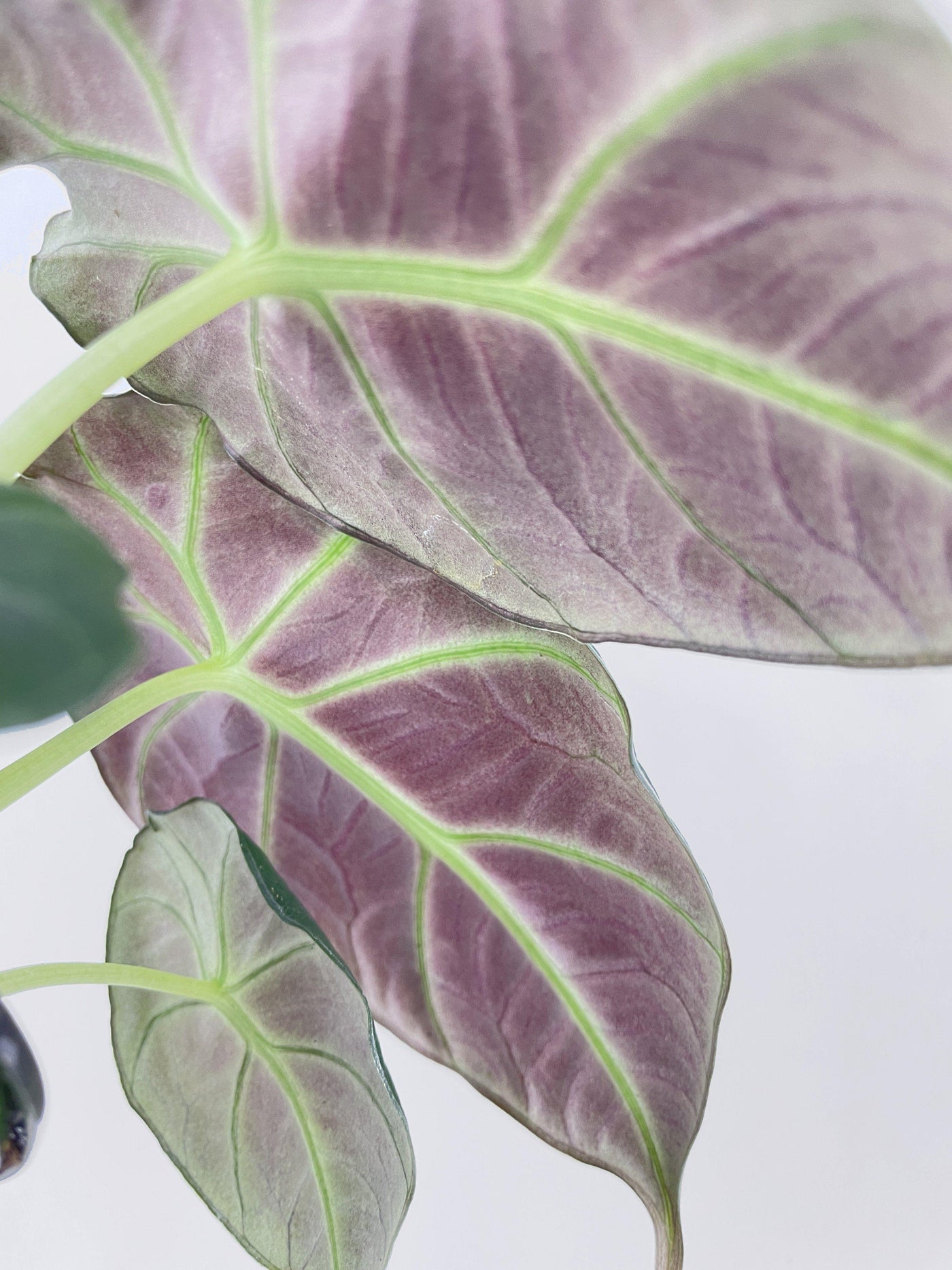 Alocasia Black Velvet - Bumble Plants