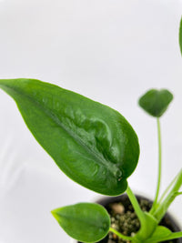 Alocasia Tiny Dancers Hybrid - Bumble Plants