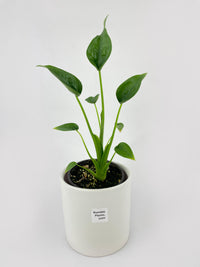 Alocasia Tiny Dancers Hybrid - Bumble Plants