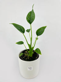 Alocasia Tiny Dancers Hybrid - Bumble Plants