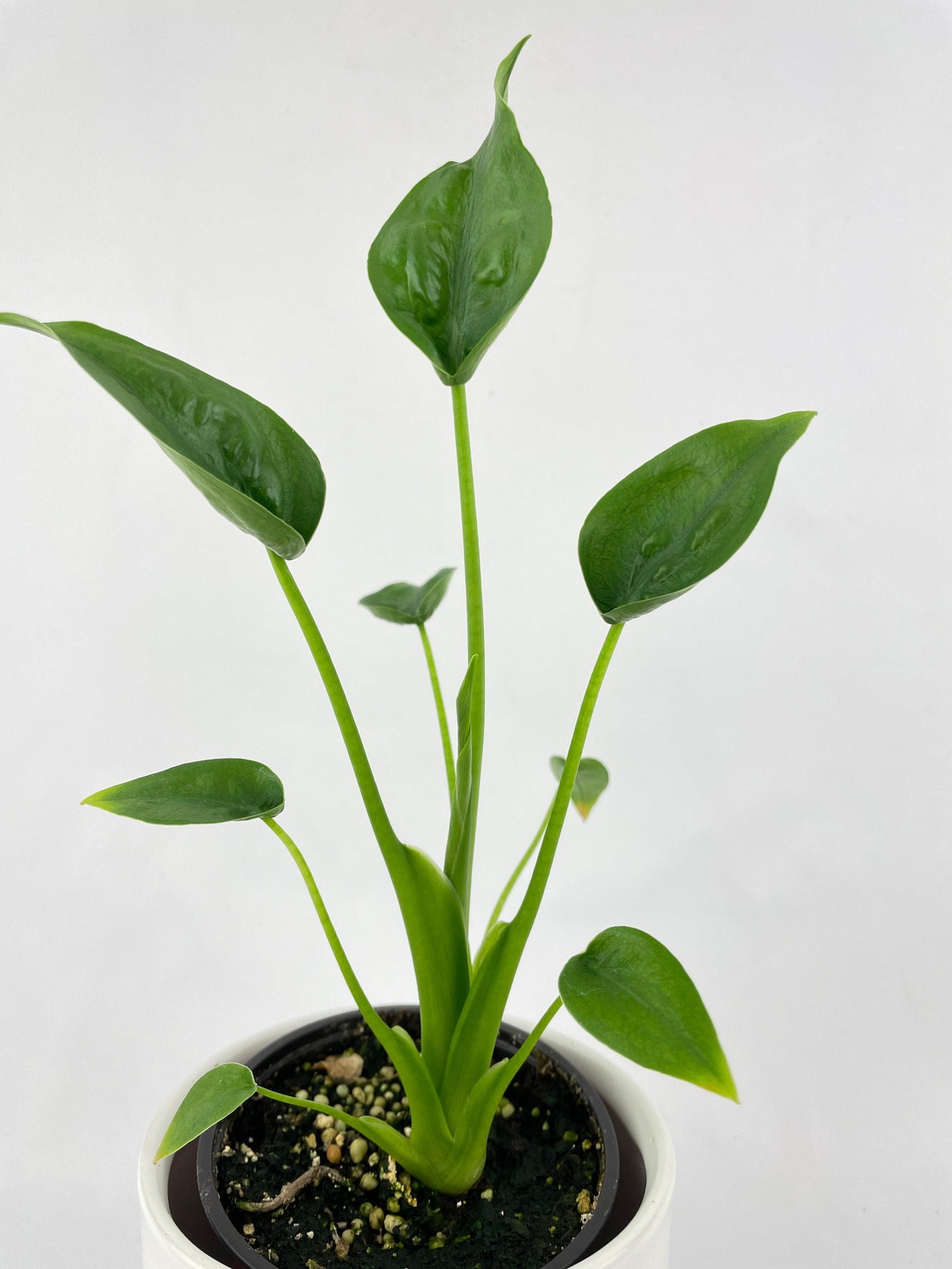 Alocasia Tiny Dancers Hybrid - Bumble Plants