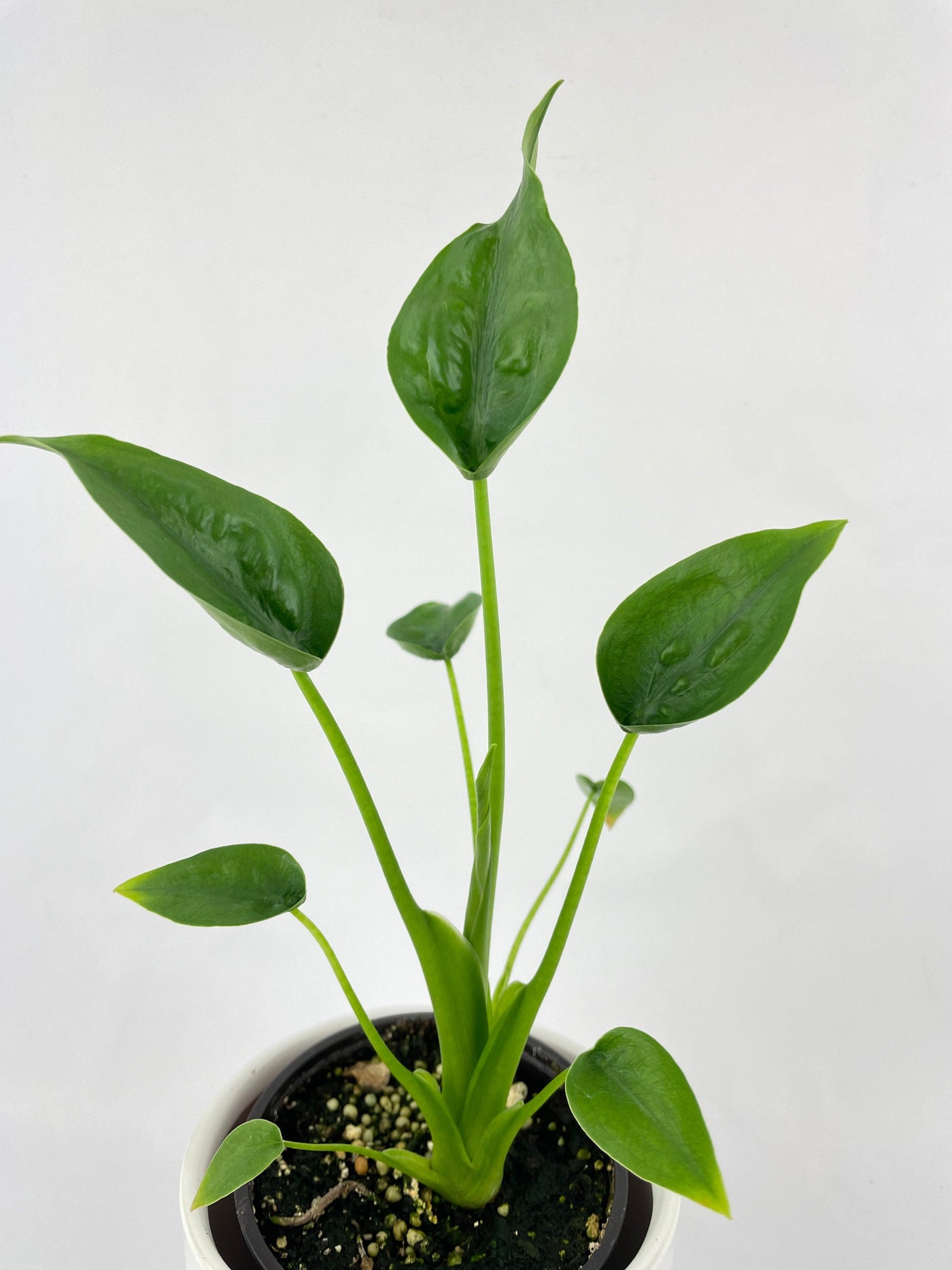 Alocasia Tiny Dancers Hybrid - Bumble Plants