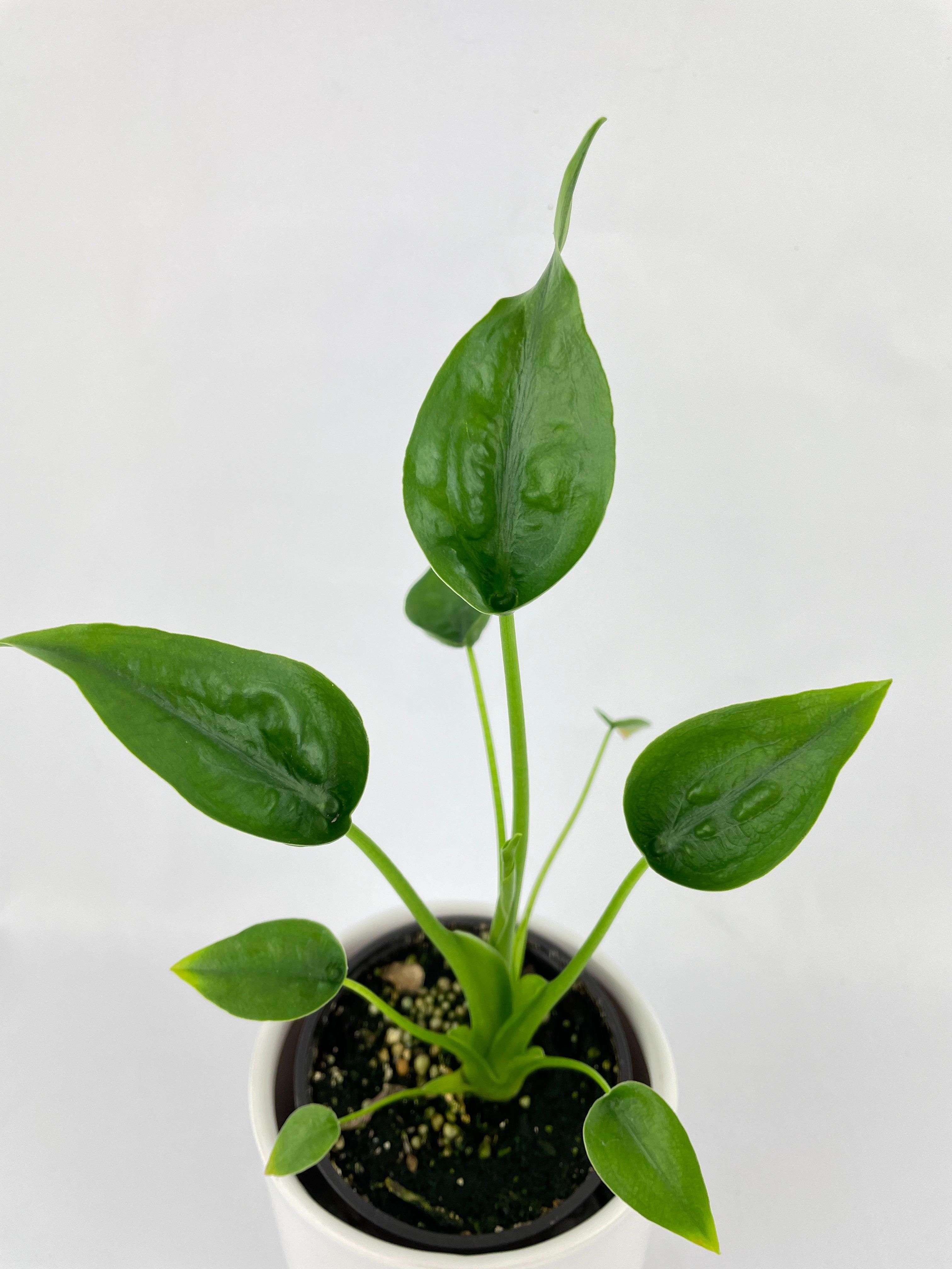 Alocasia Tiny Dancers Hybrid - Bumble Plants