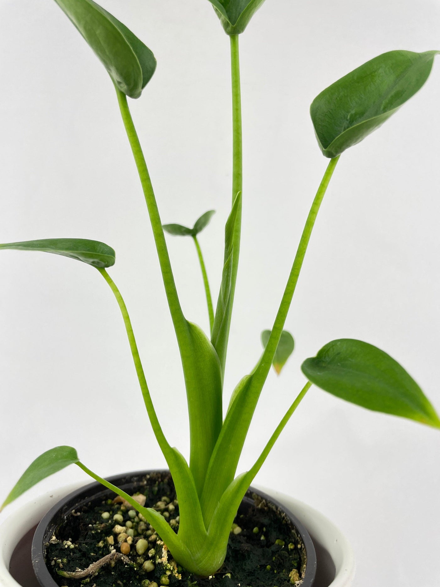 Alocasia Tiny Dancers Hybrid - Bumble Plants