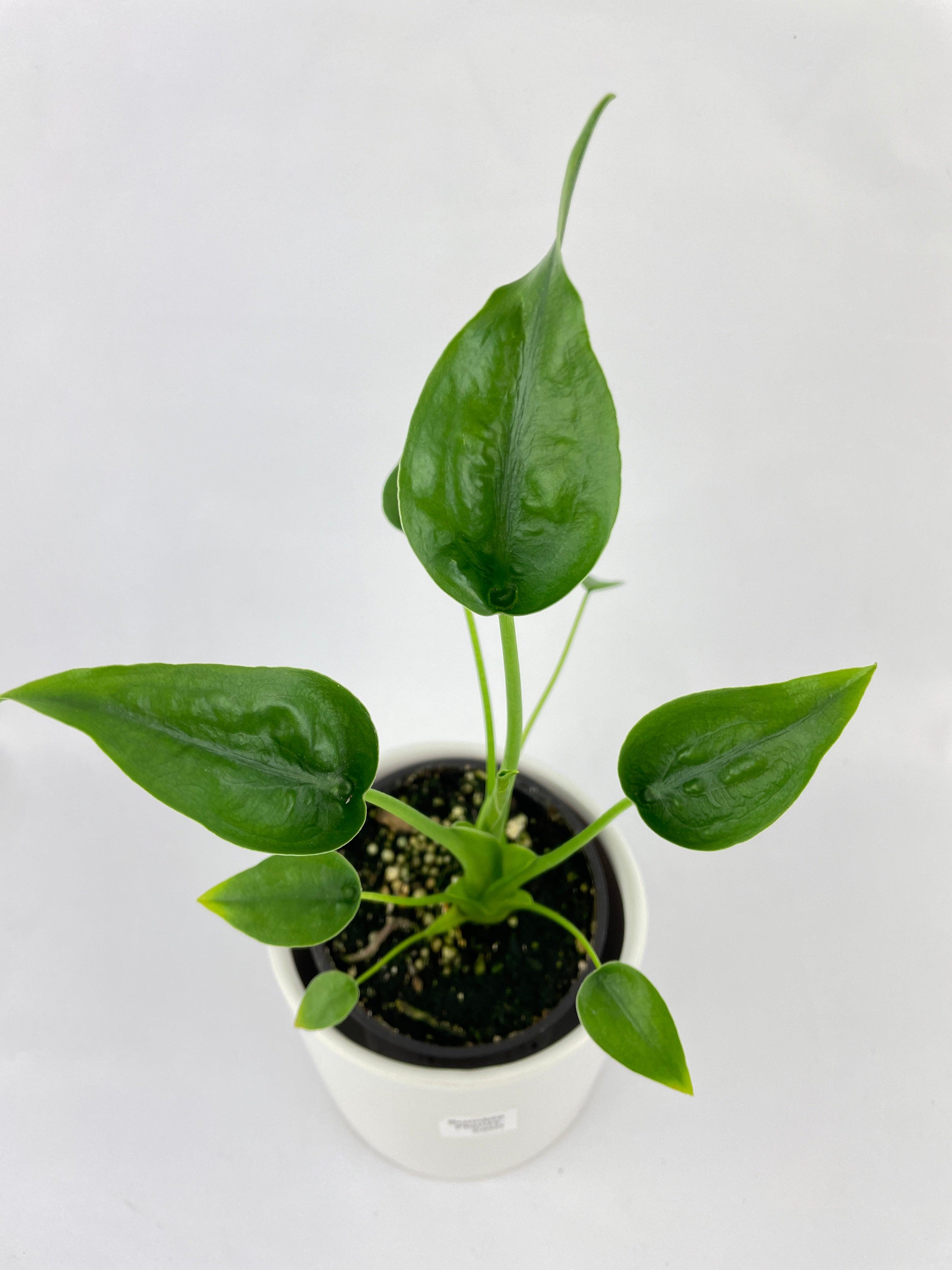 Alocasia Tiny Dancers Hybrid - Bumble Plants