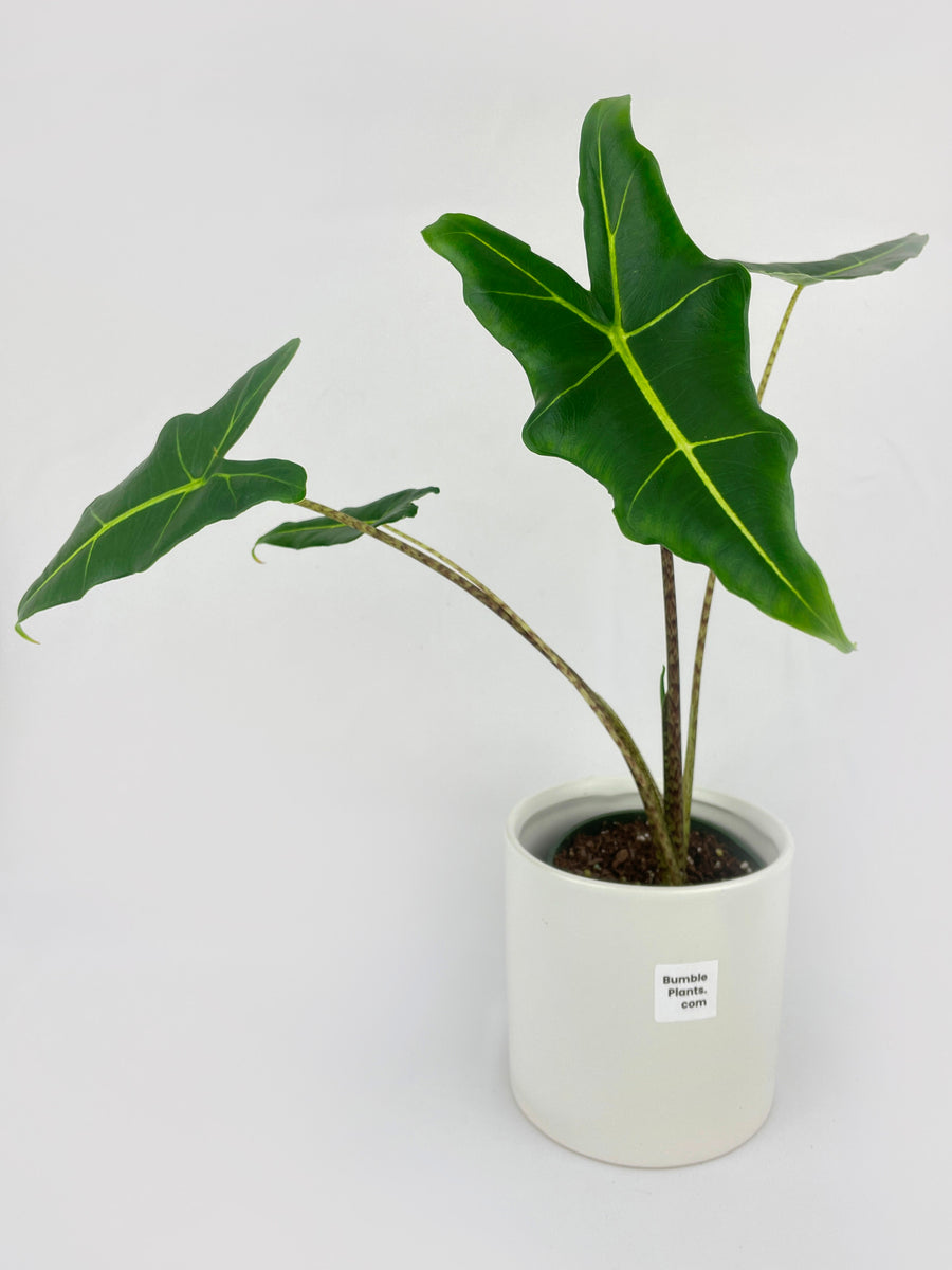 Alocasia Zebrina Hybrid "Sarian" - Bumble Plants