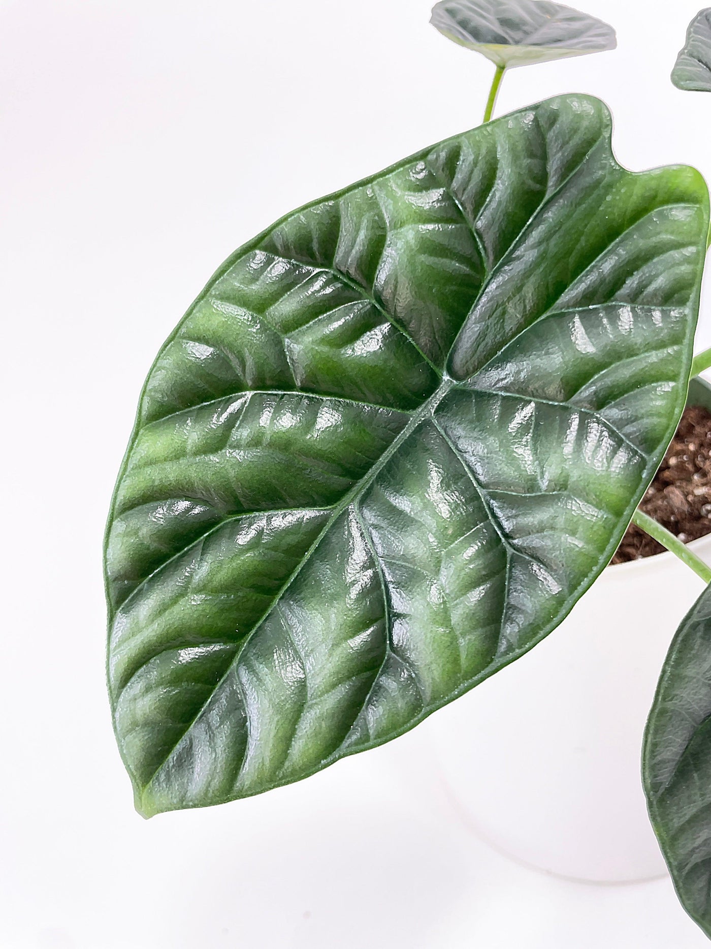 Alocasia Sinuata 'Quilted Dreams' - Bumble Plants