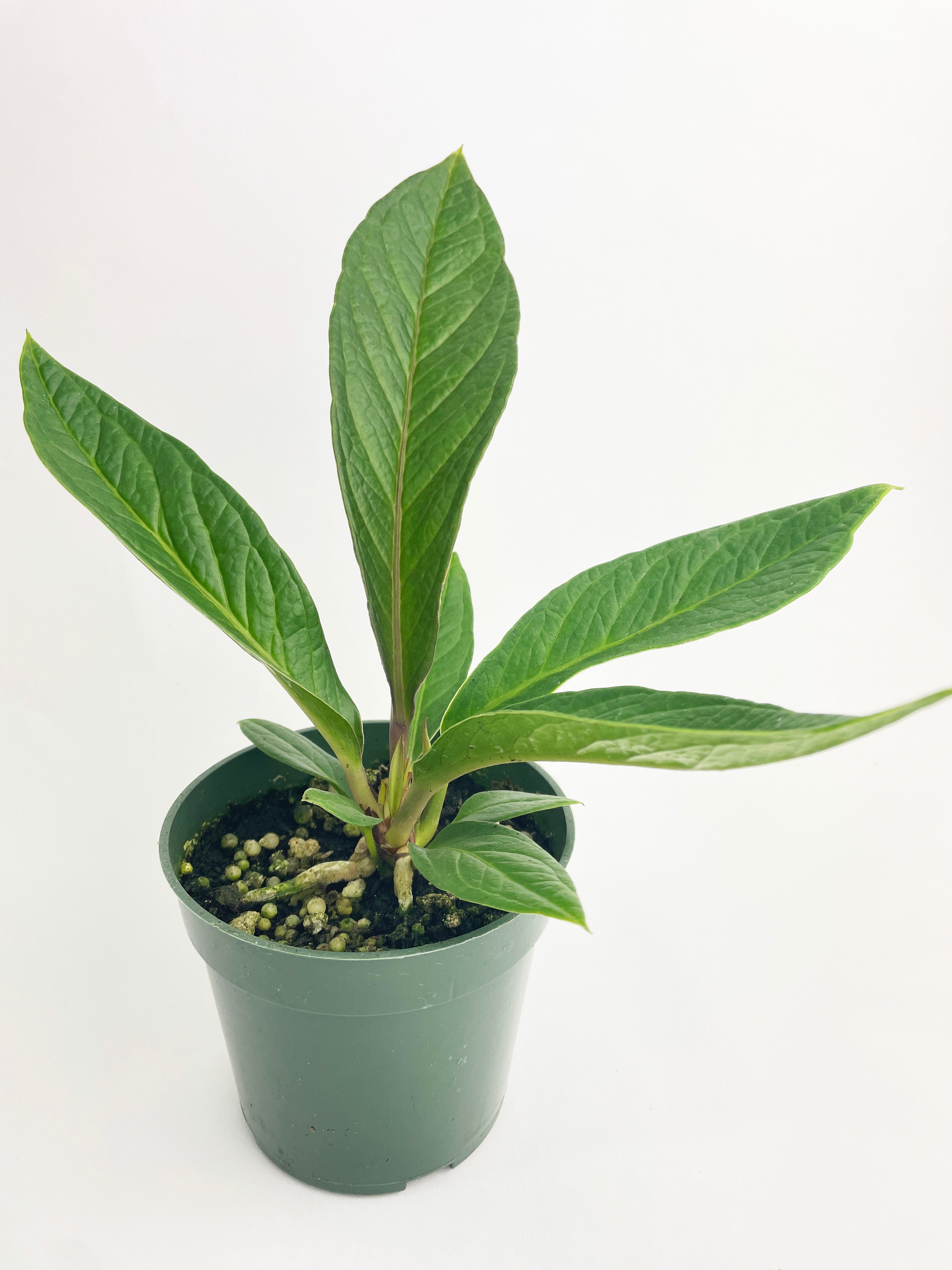 Anthurium Cobra Hybrid - Bumble Plants