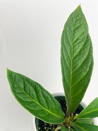 Anthurium Cobra Hybrid - Bumble Plants