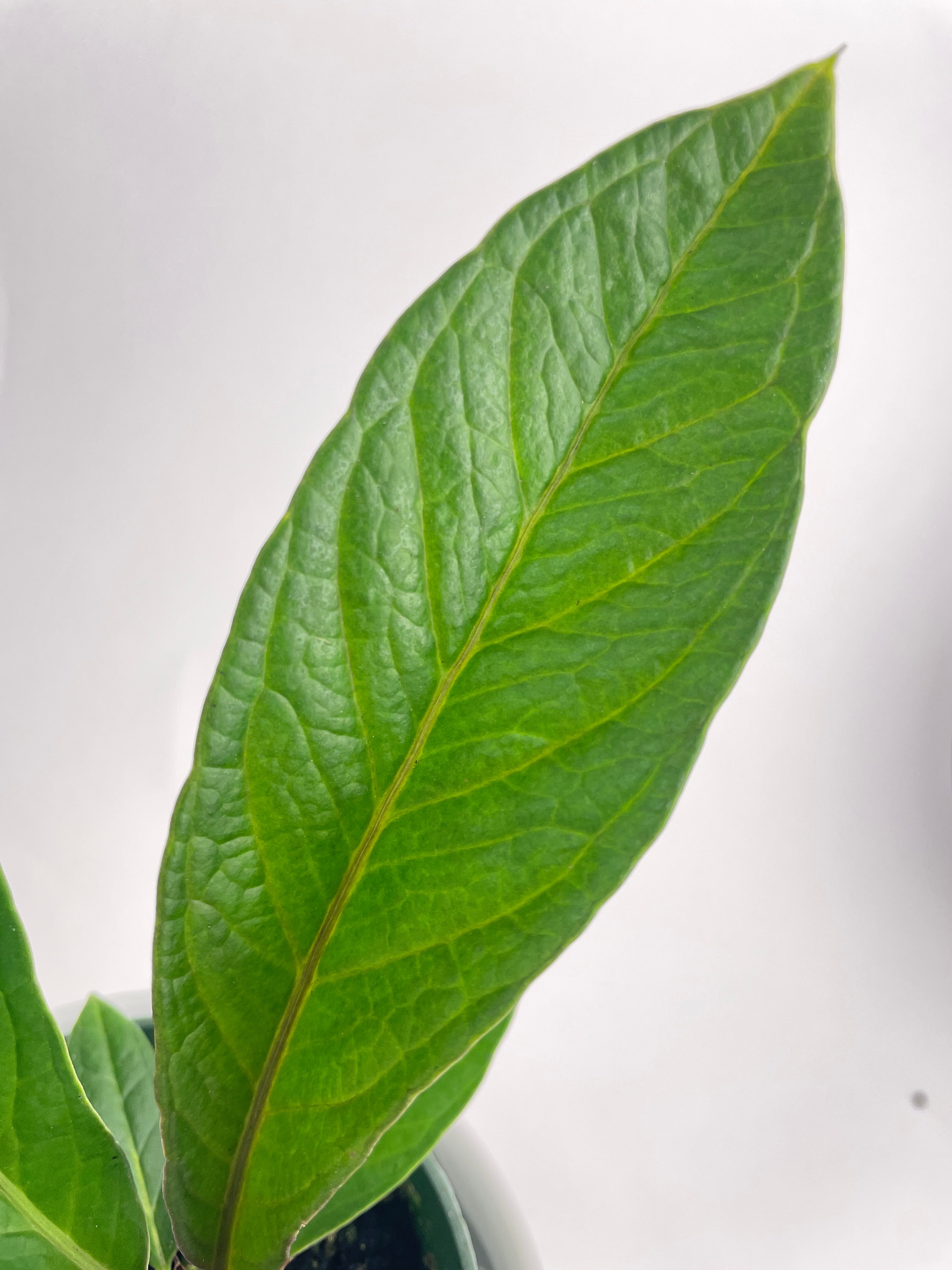 Anthurium Cobra Hybrid - Bumble Plants