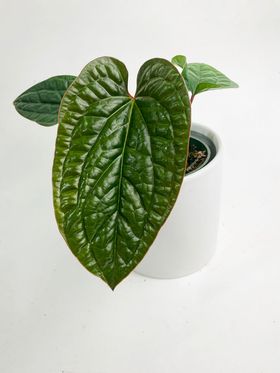 Anthurium Radicans x Luxurians Hybrid - Bumble Plants