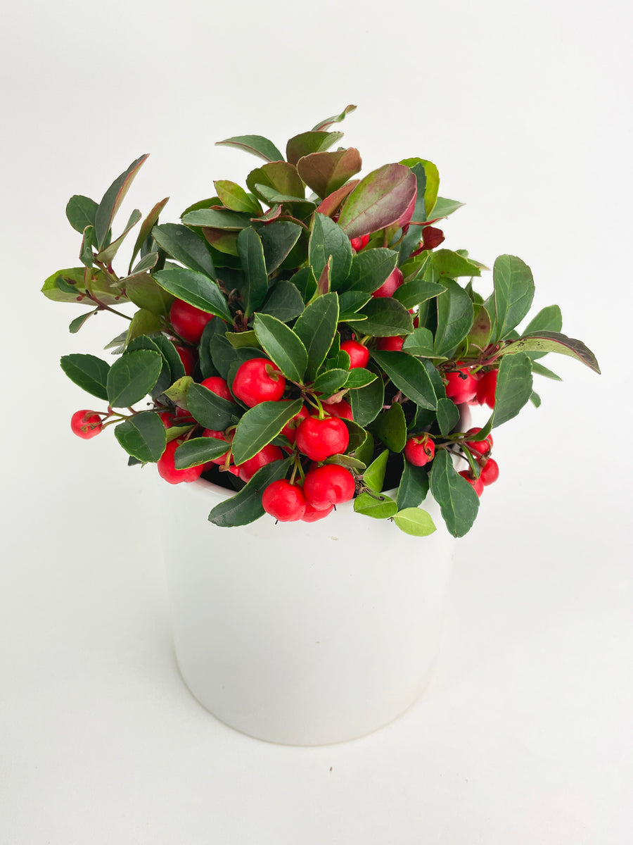 Ardisia Crenata Christmas Berry Plant - Bumble Plants