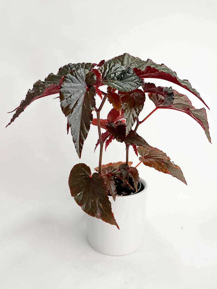 Begonia Rex Black Magic - Bumble Plants